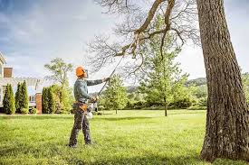 Professional Tree Removal and Landscaping Services in Val Verde, CA